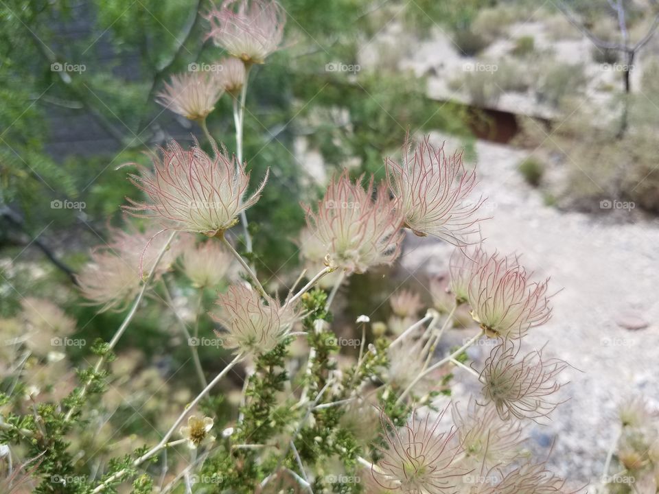 soft billowy desert flowers