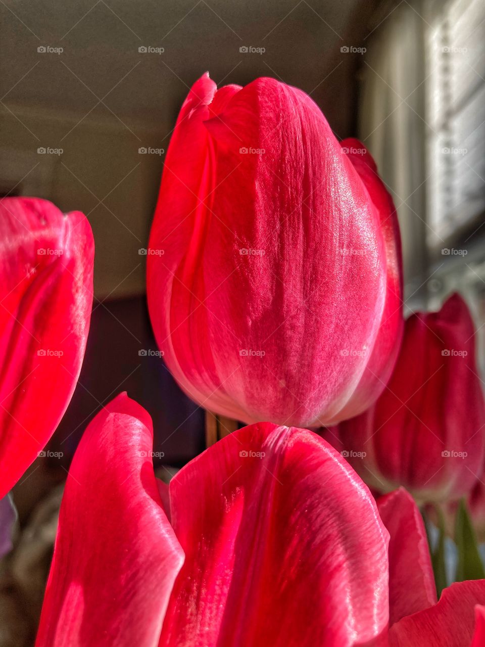 Tulip