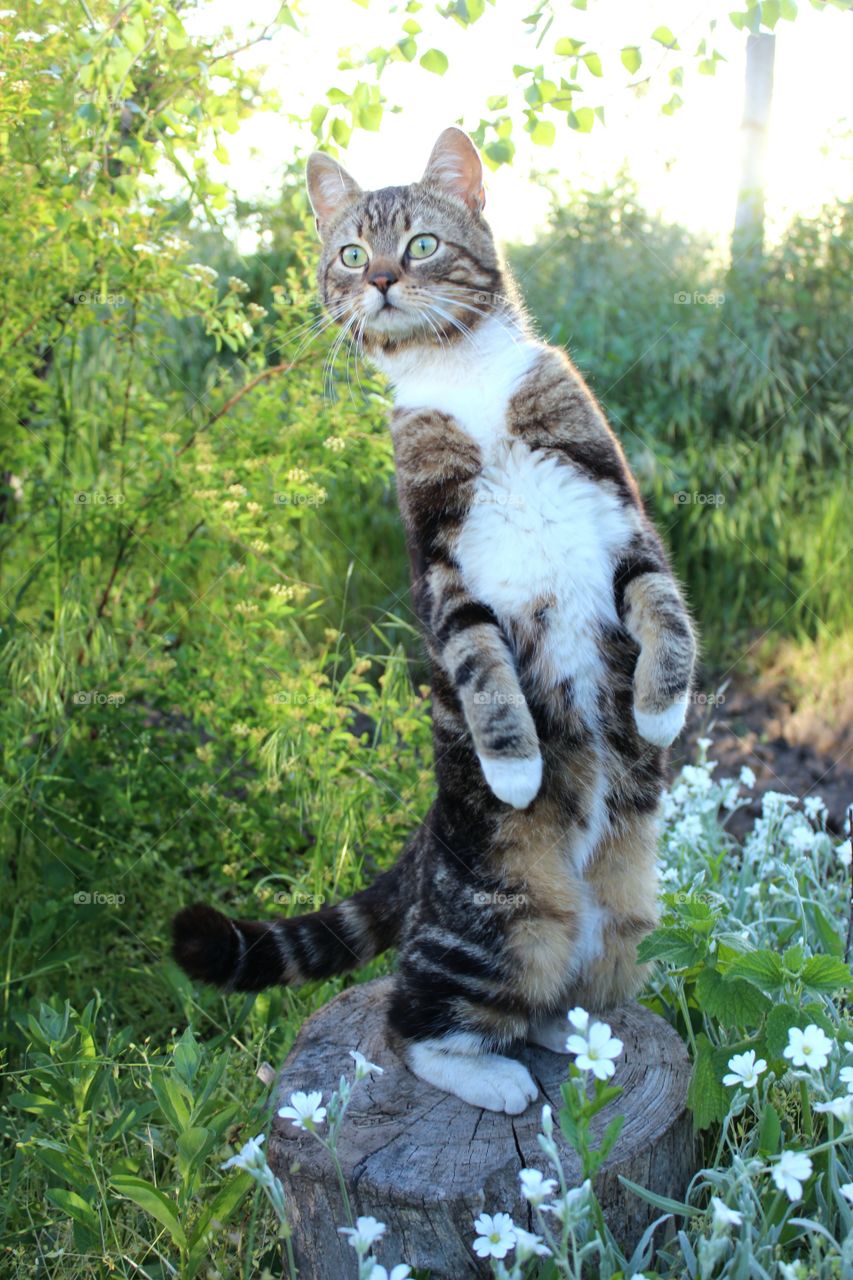 cat stands on a stump on its hind legs