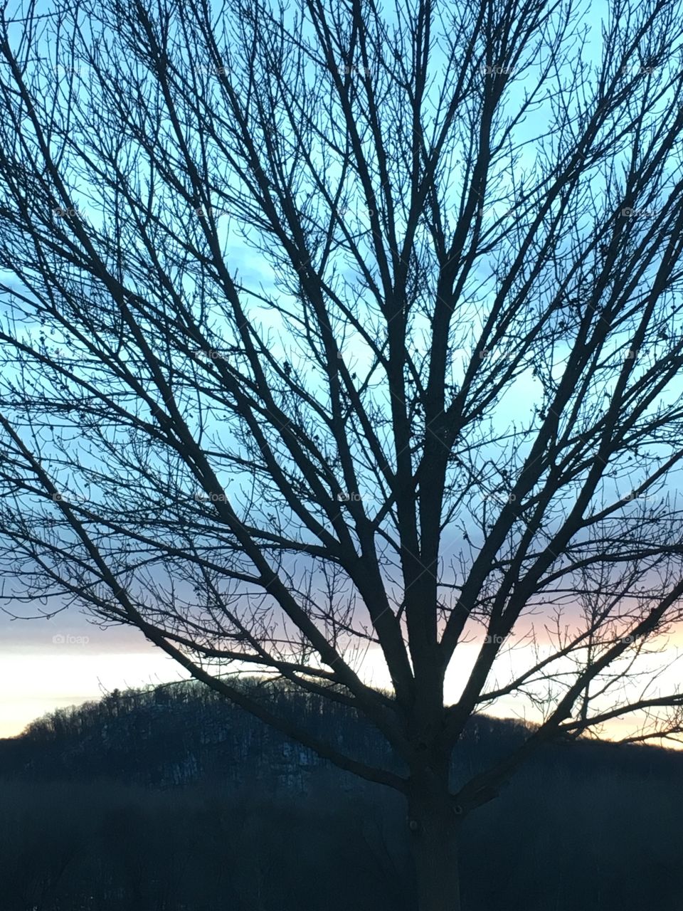 Pastel sky behind tree