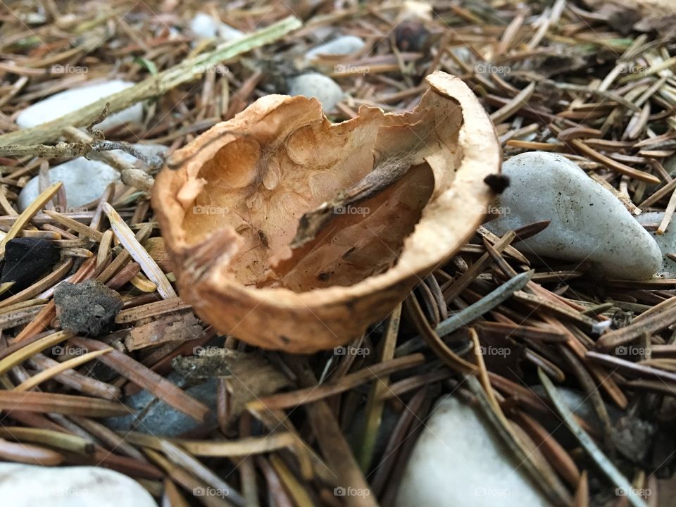 Walnut shell