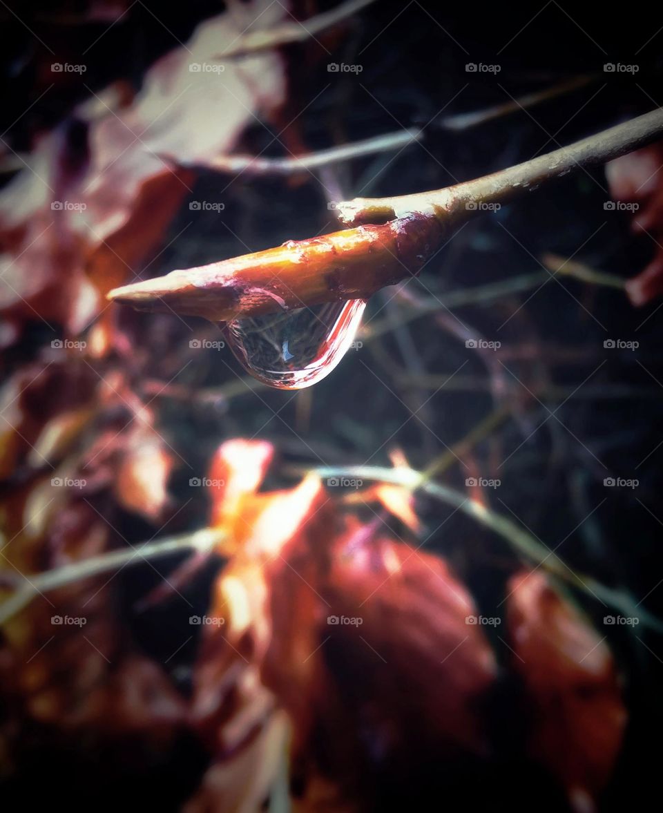 A single drop of rain drop on a autumn branch