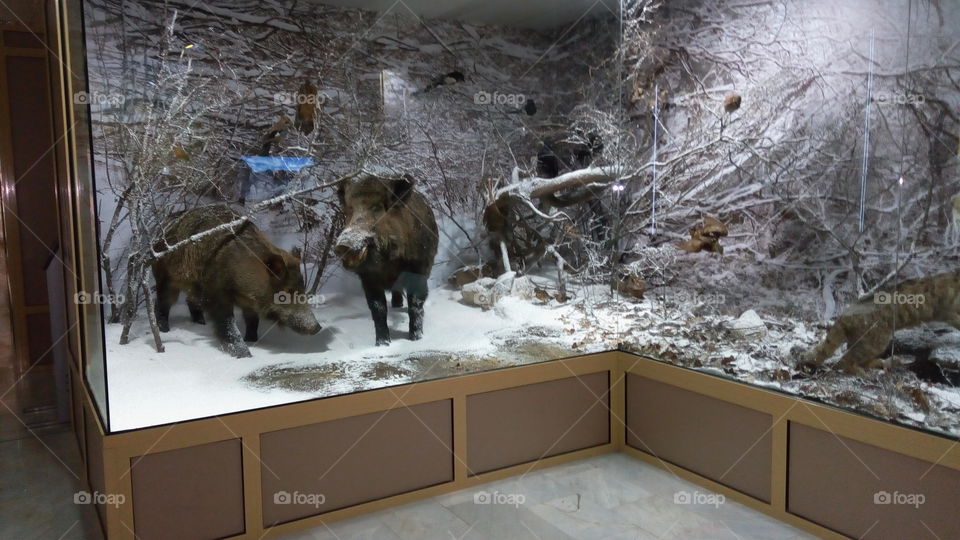 Wild pig in the museum