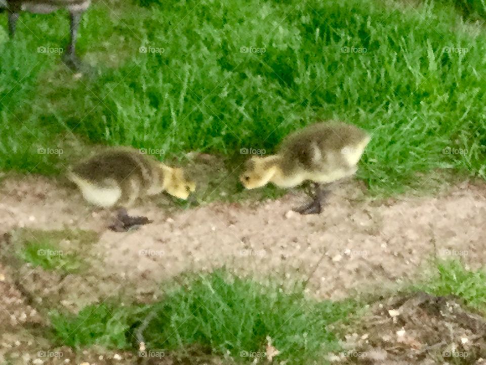 Adorable Canada geese chicks  