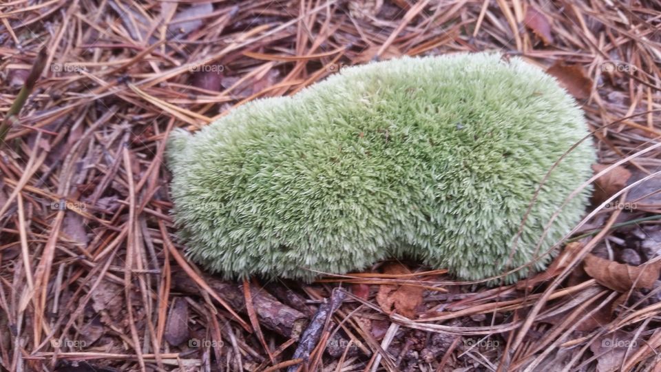 Furry moss