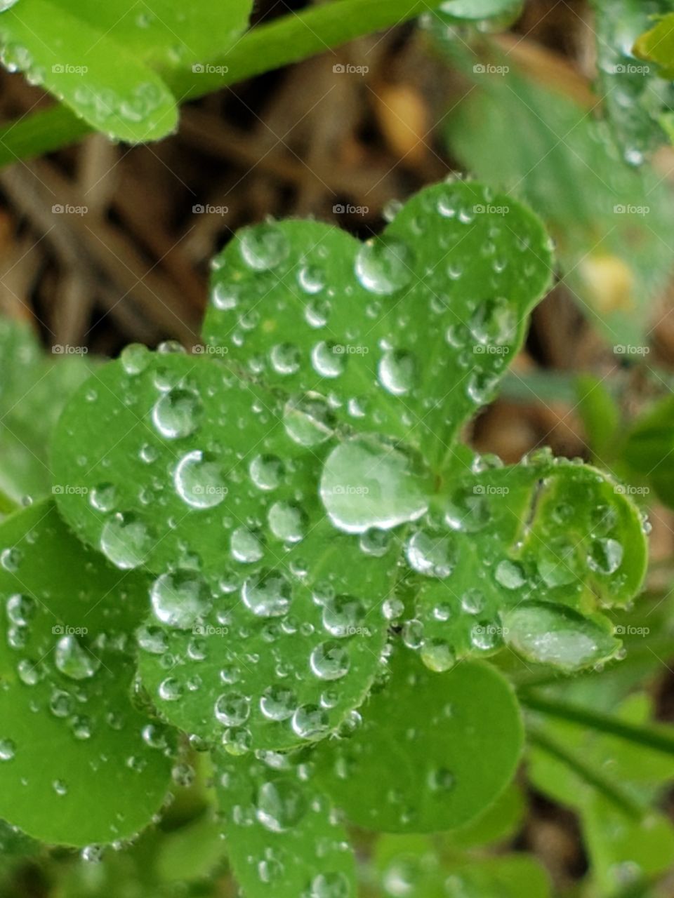 Rain droplets like diamonds