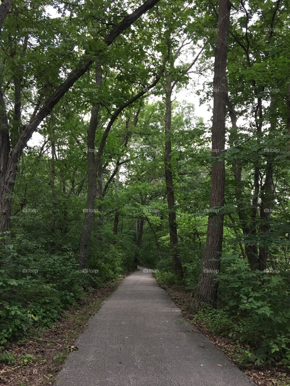 Tree covered pathway