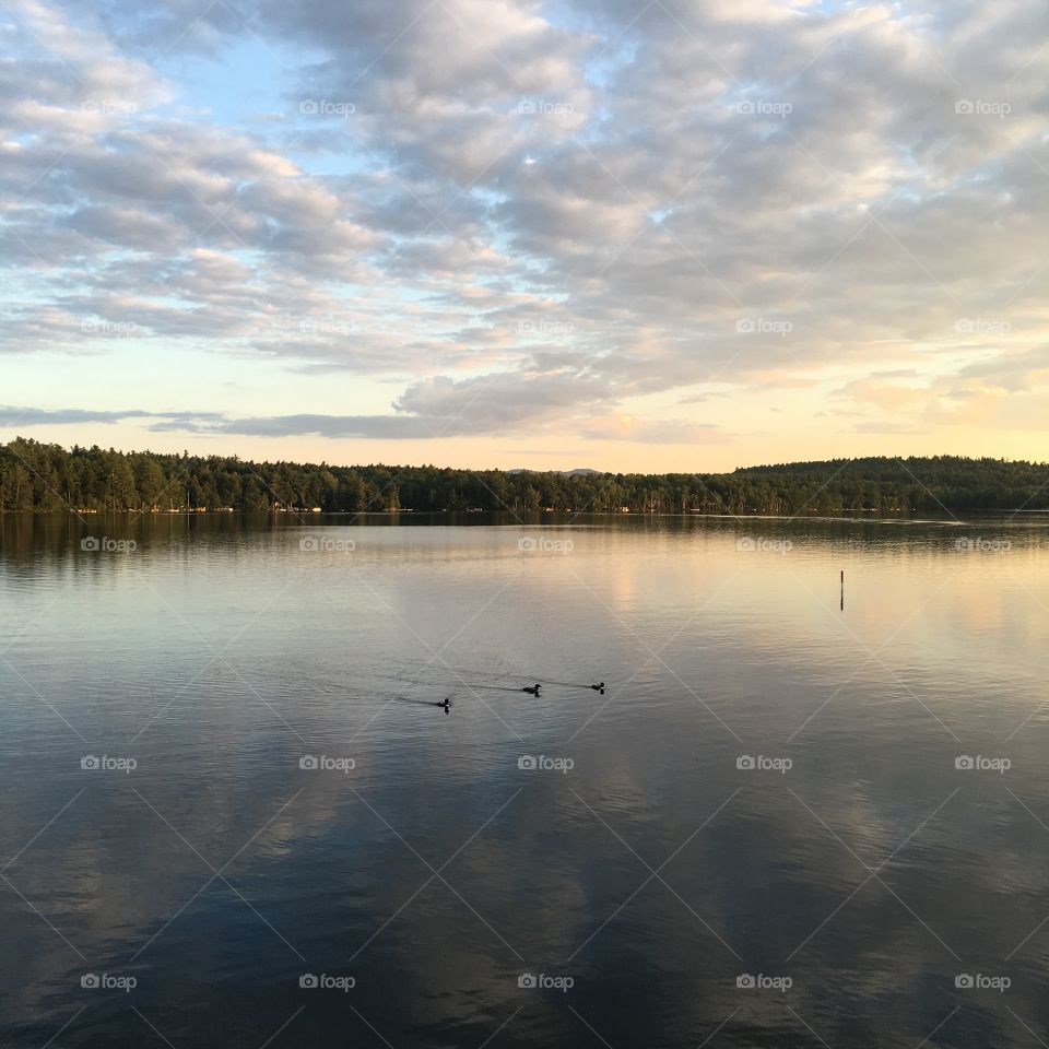 Loons on a NH lake