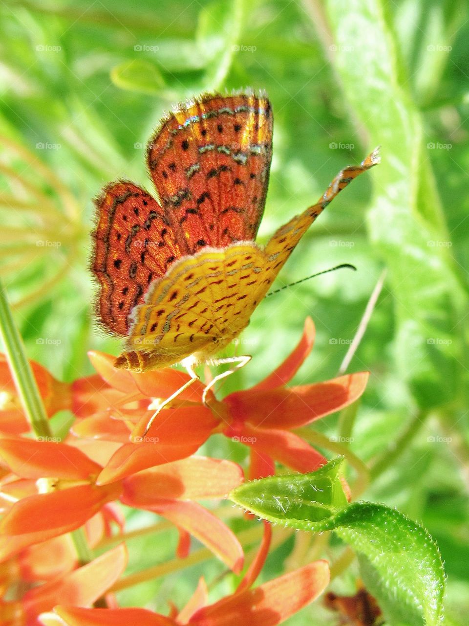 butterfly on flower