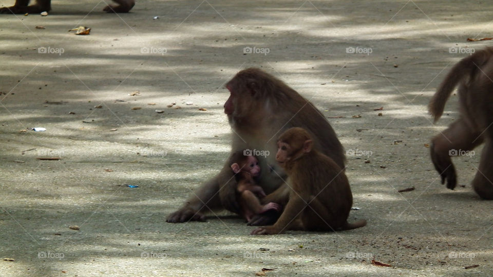 Monkey mom and her babies at the monkeys temple Thailand