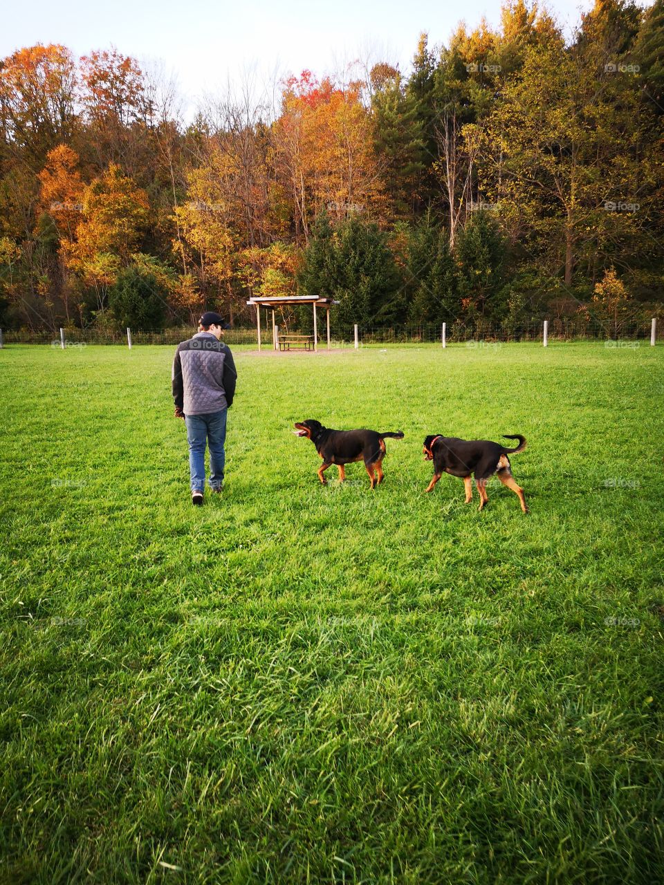 A dog's best friend - fall trees