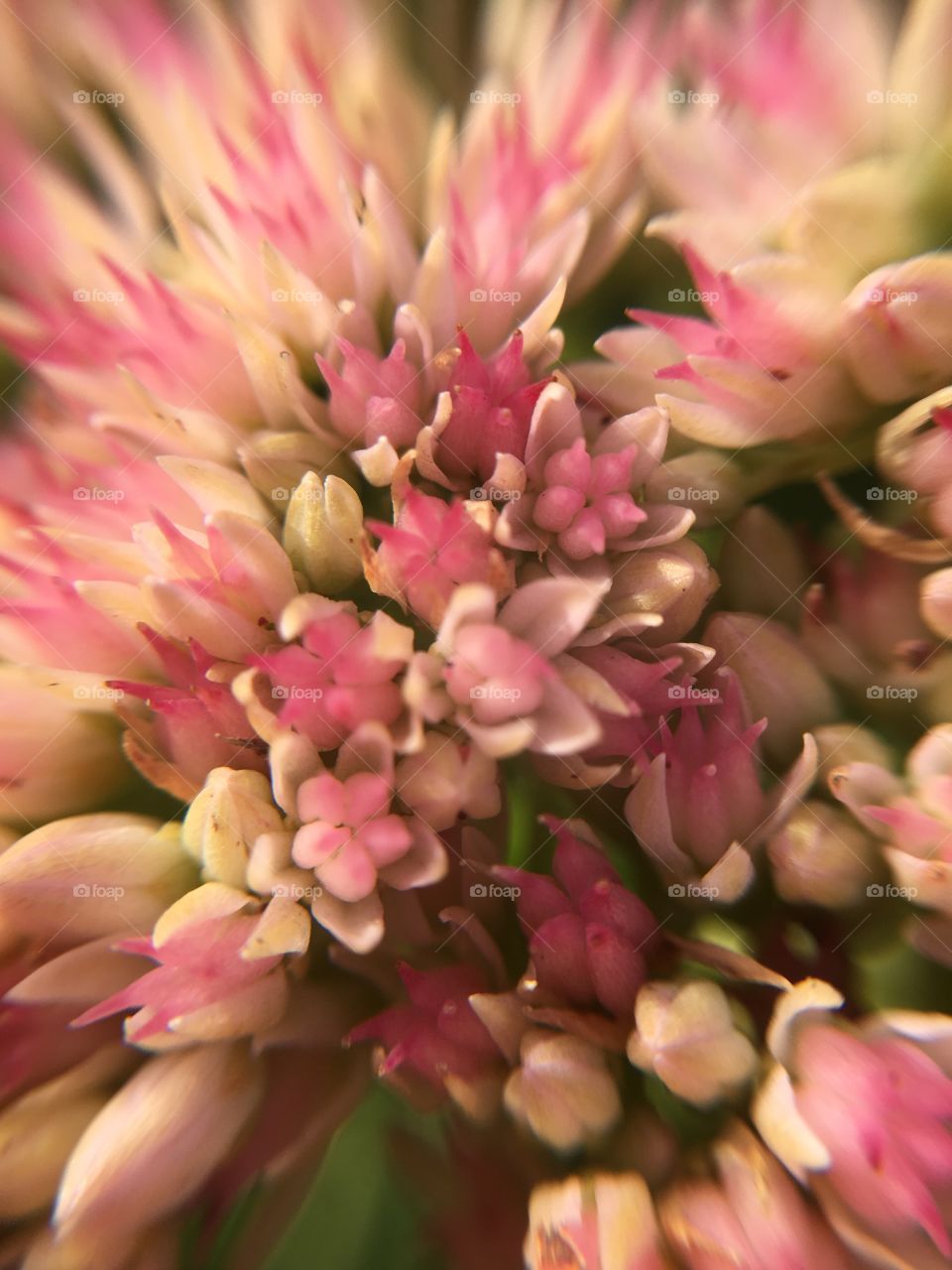Pink flowers clustered