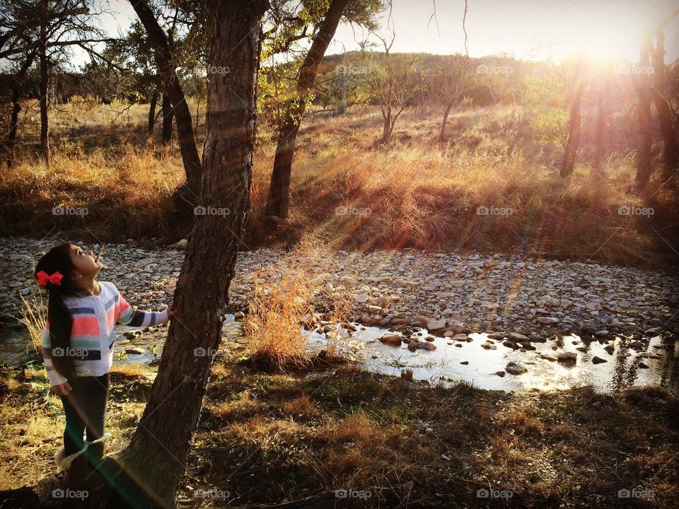 Landscape, Tree, Wood, Environment, Outdoors
