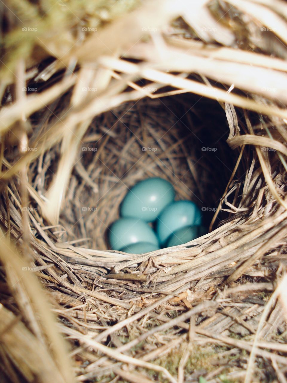 Blue eggs in the nest. 