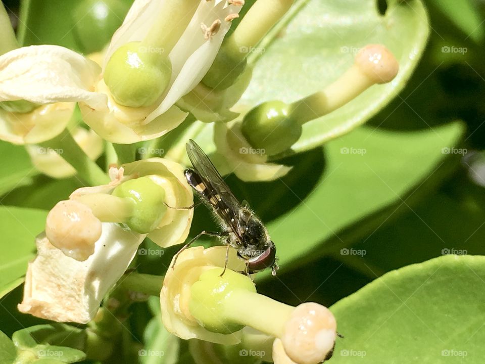 Close-up of bee on flower