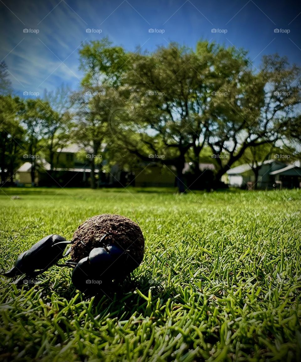 Spring vs Summer. Spring. Two dung beetles moving “stuff” on the golf course 🥹