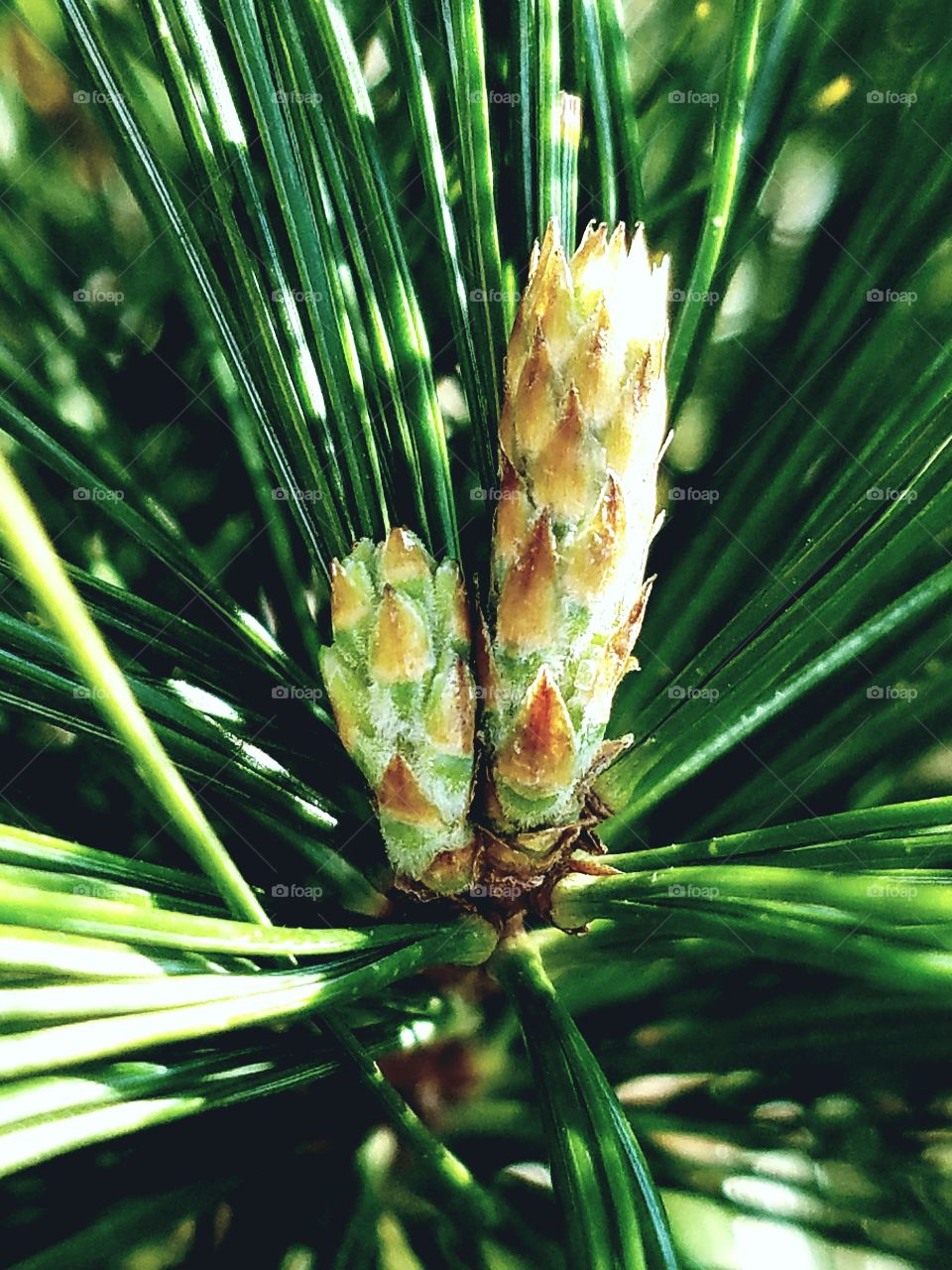 close-up of new baby pinecones, spring
