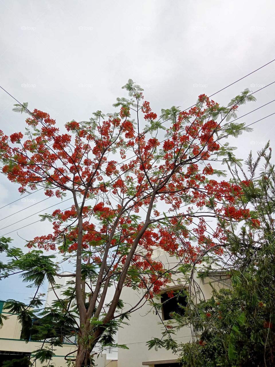 ravarma wonderful red