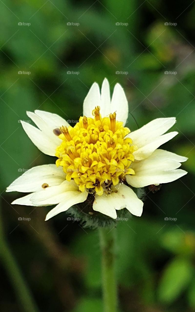 Small wild flower, very beautiful yellow and white color, simple and delicate