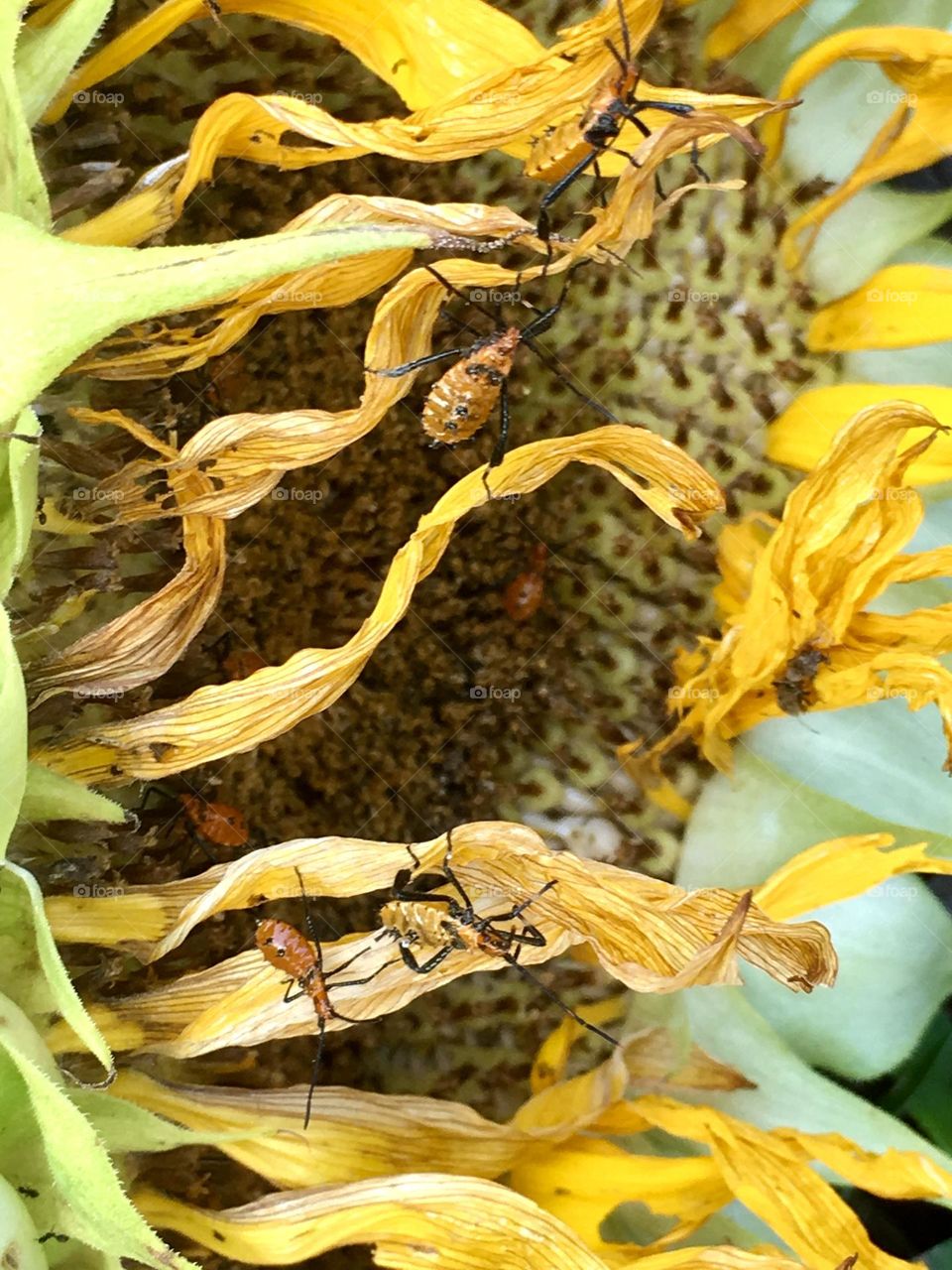 Drying sunflower covered with insect larva 