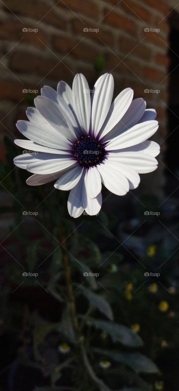 Daisy flower