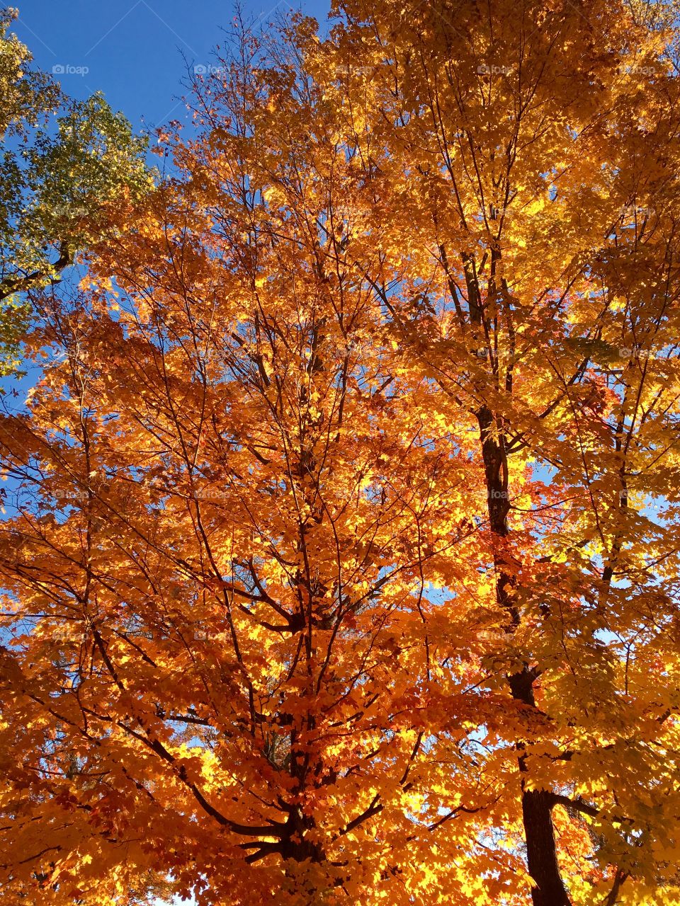 Falling into sunlight 