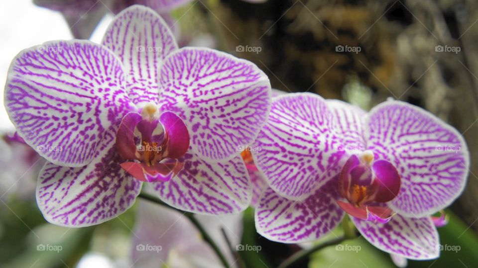 Orchid