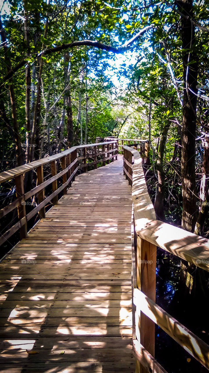 boardwalk through the southern wetlands