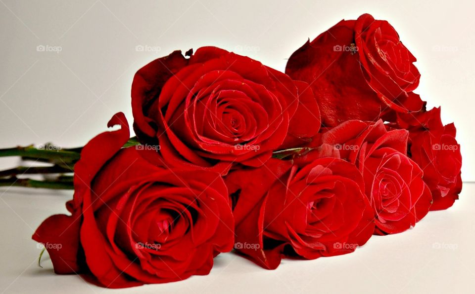 Close up red roses 