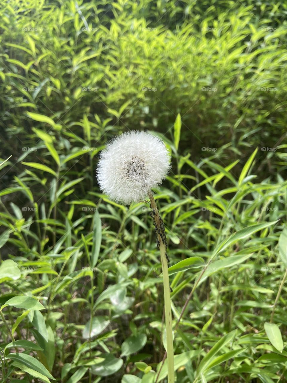 Dandelion 