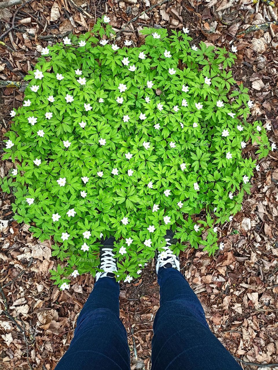 green leaves and flowers growing in ground and legs shoes top view, love earth