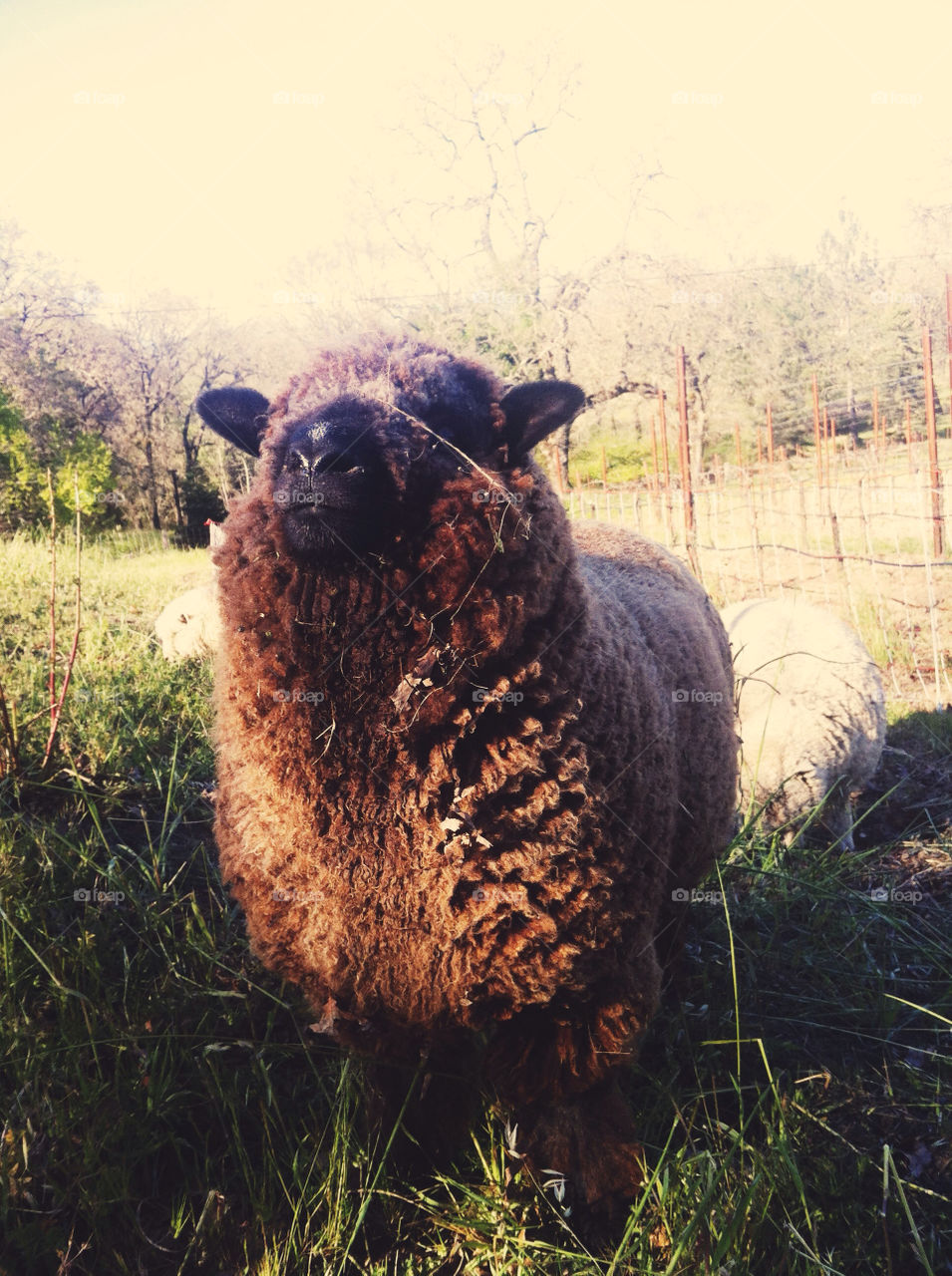 A black sheep in a field.