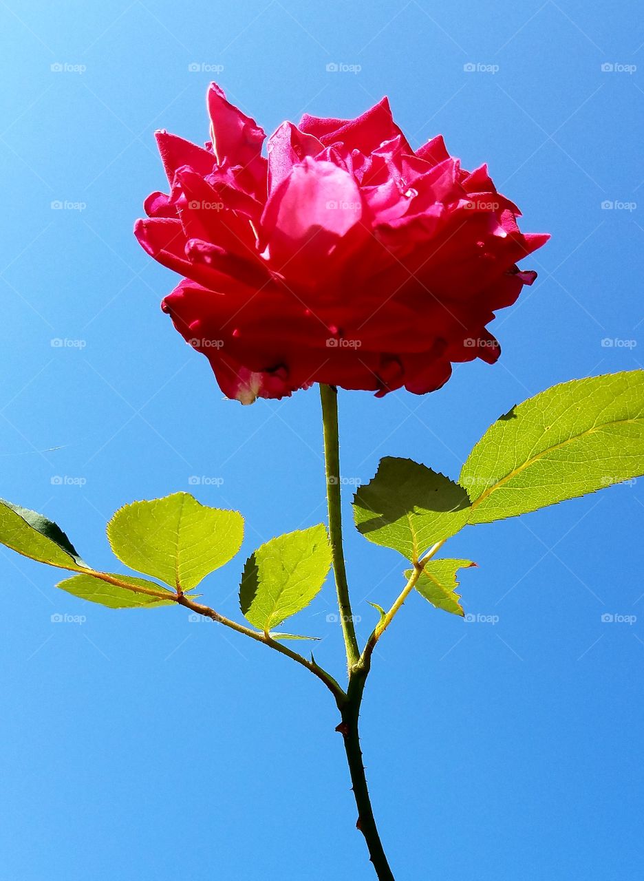 Red long stem rose, sunny day, blue sky. Leaves on branches.