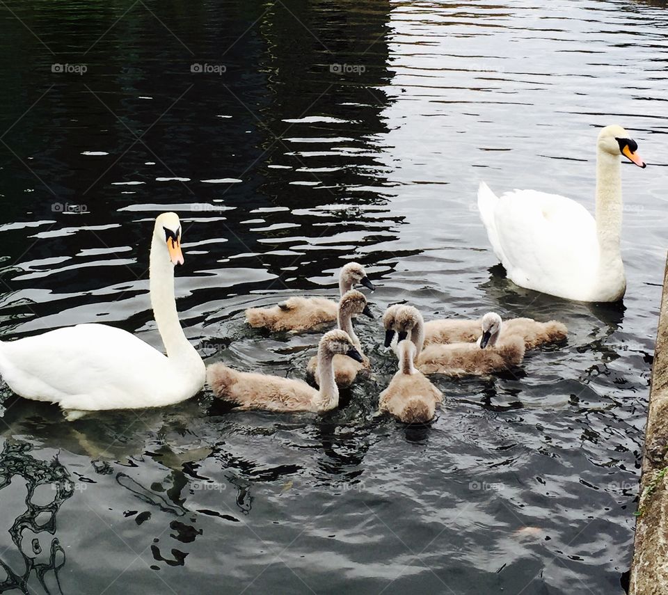 Swan family 