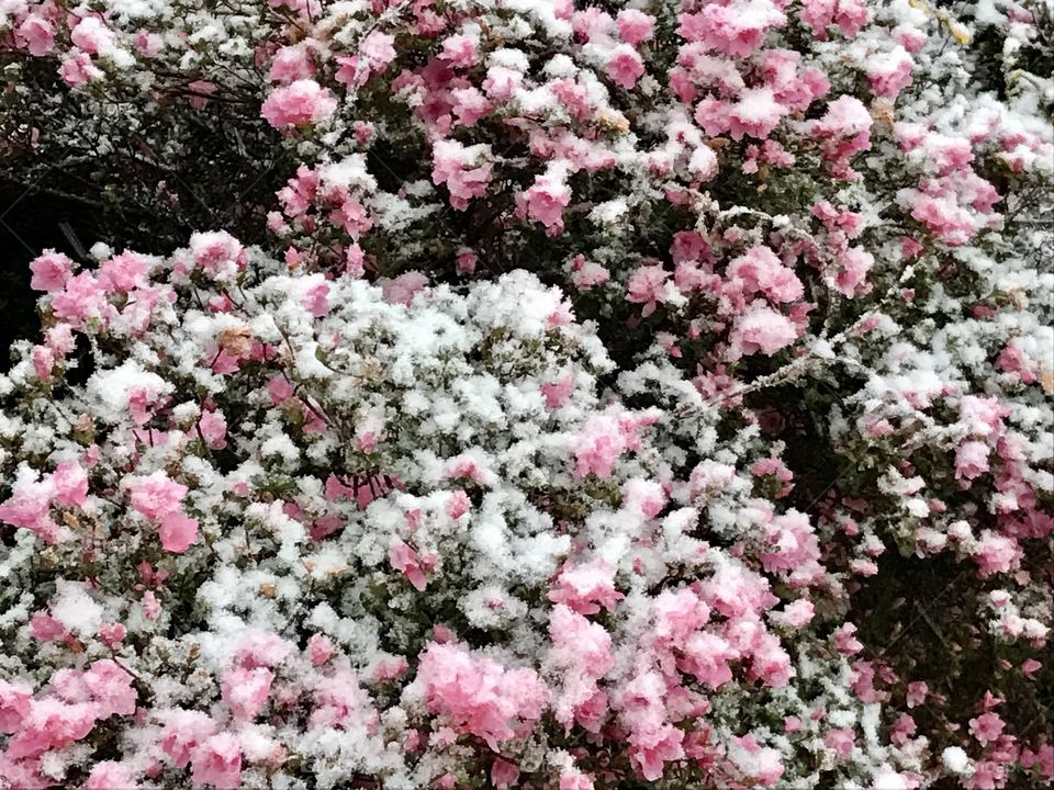 Snow covered shrub full bloom