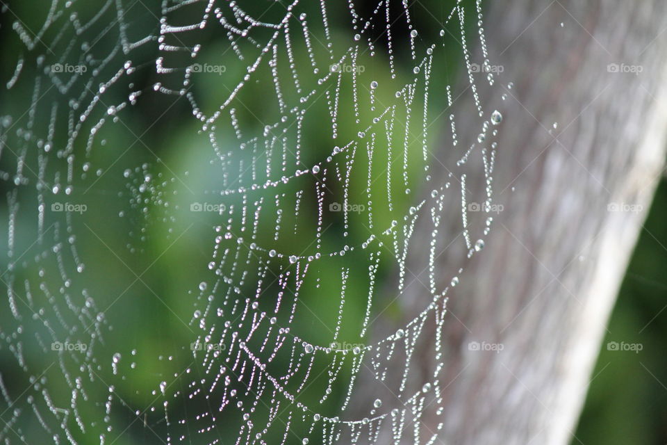 Web in the dew