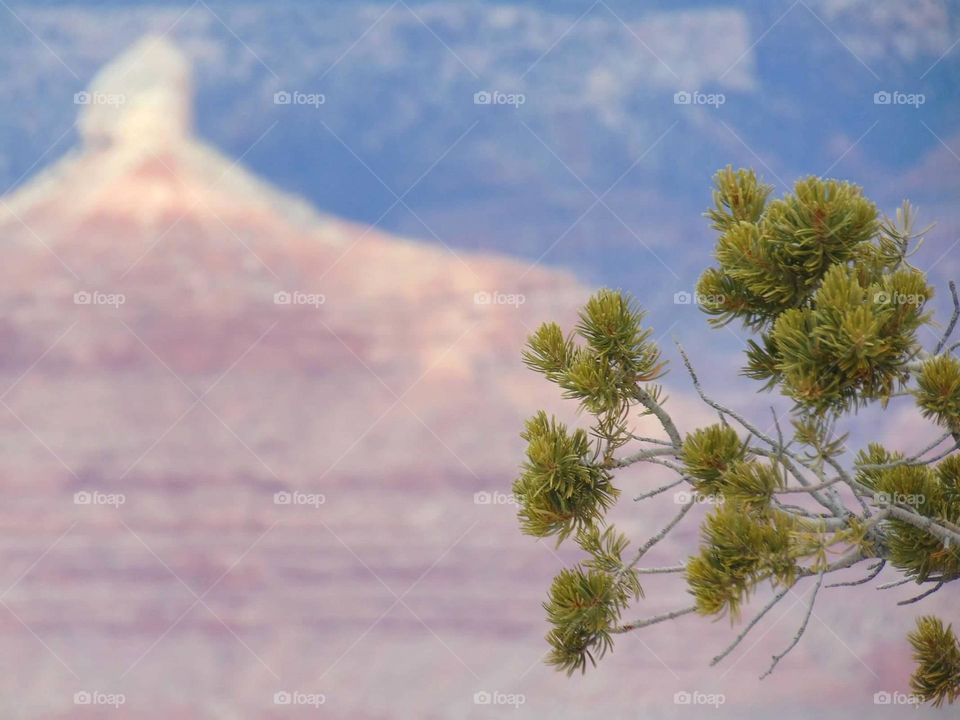 Tree branch overlooking a canyon. 