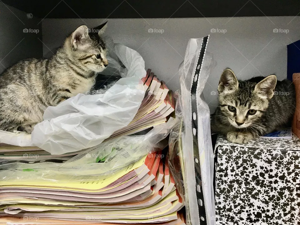 Cats Accountants