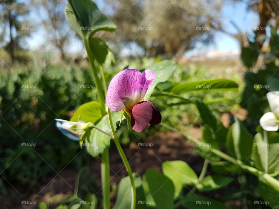 peas Flower