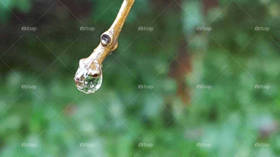 droplet about to fall