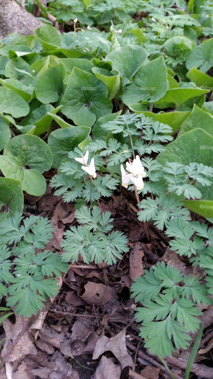 close-up of white forest flowers