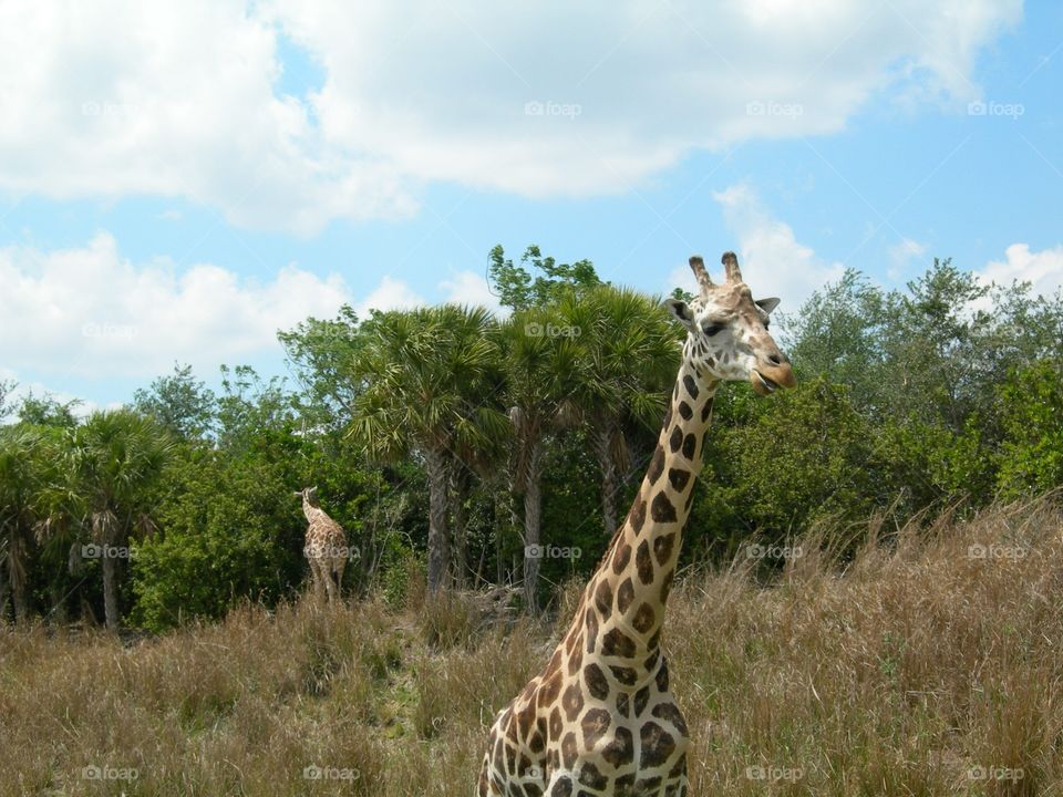 Giraffes wondering round