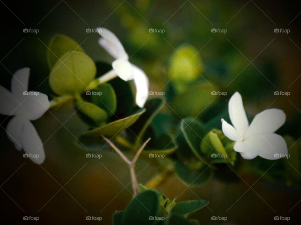 white jasmine flower 