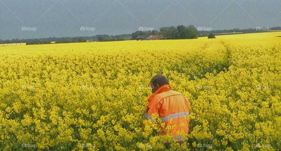 Mission yellow. Yellow, rapeseed , farmer,
