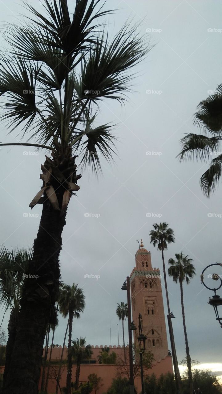 palm trees embracing high Kotoubia tower mosque in Marrakesh city in Morocco.