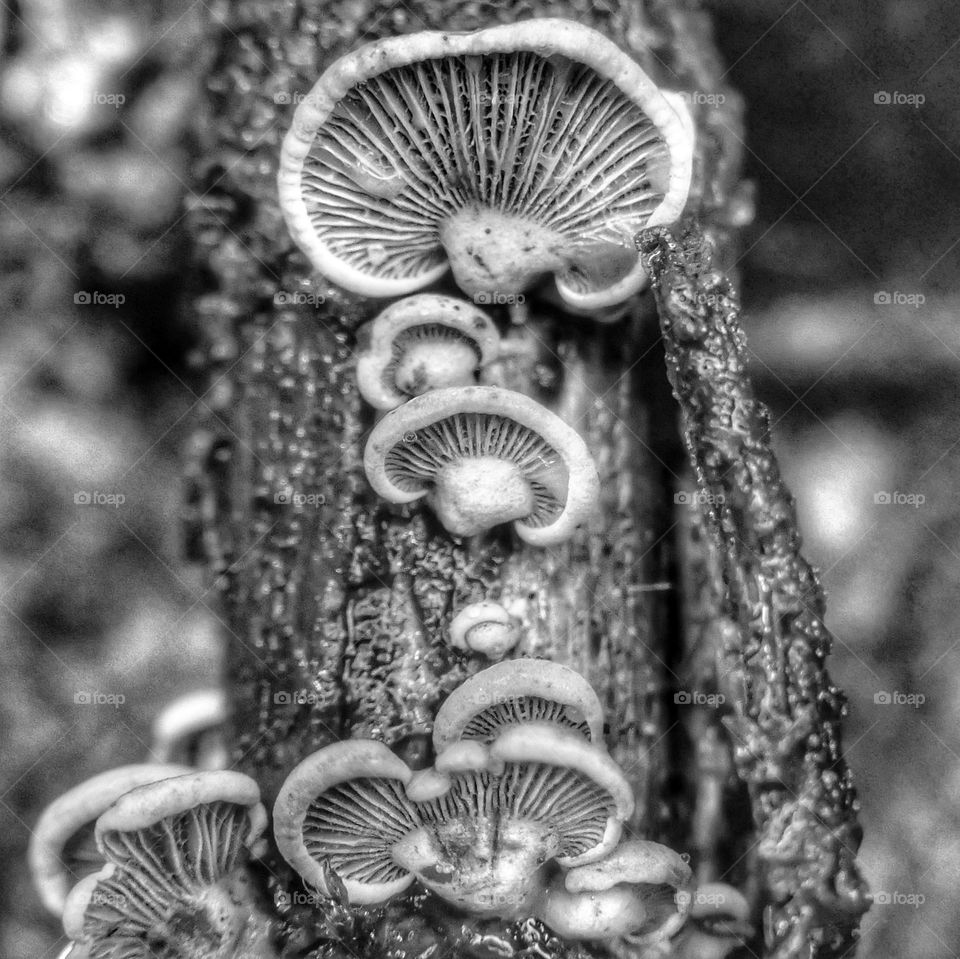 Mushrooms on a trunk (black and white)