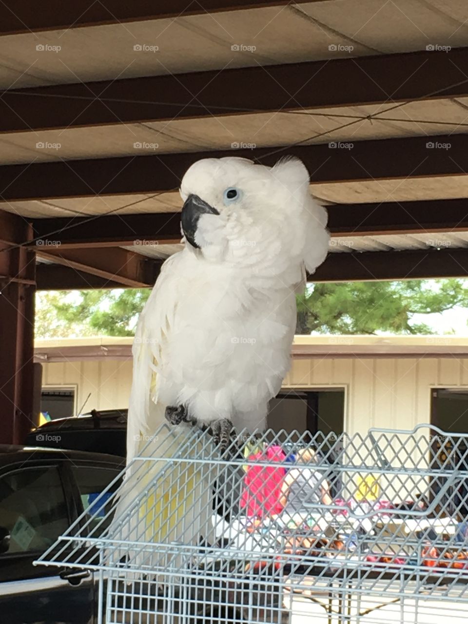 umbrella cockatoo