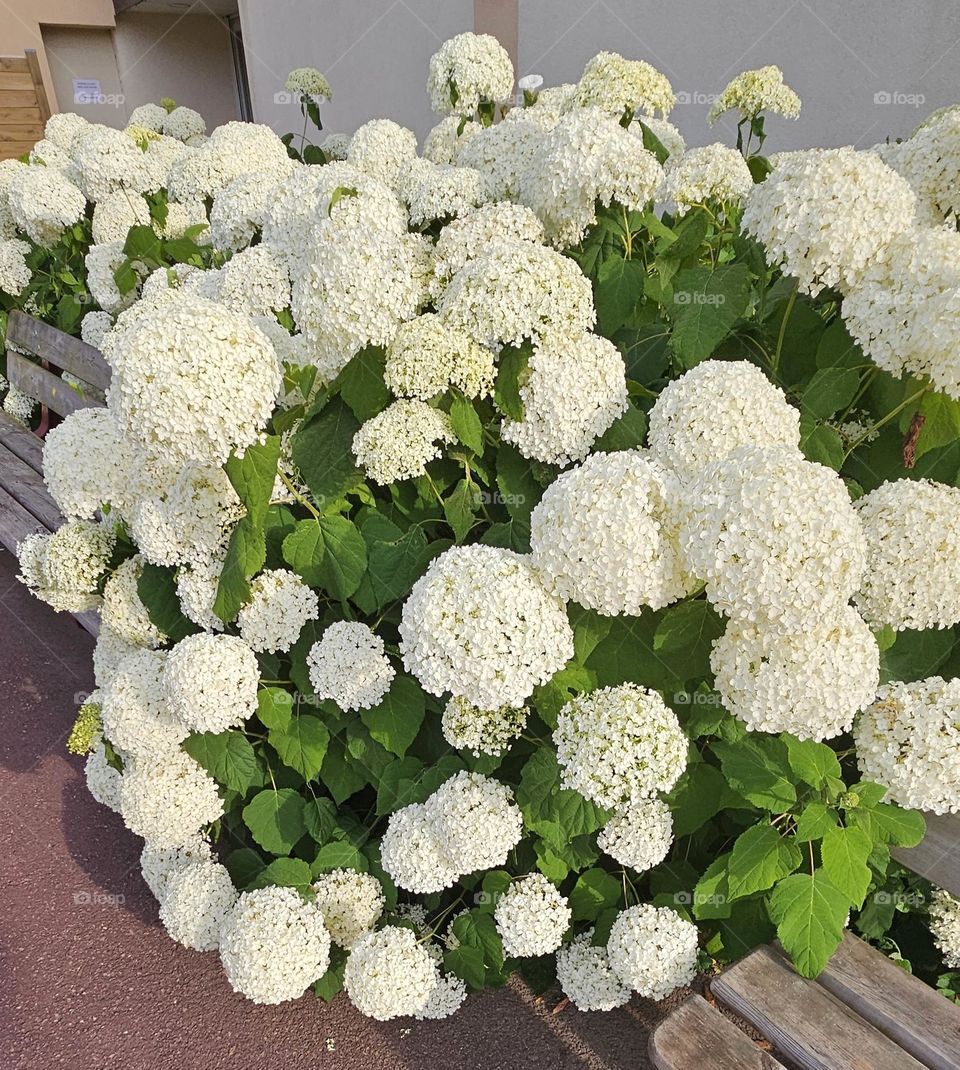 orthensias à Houlgate