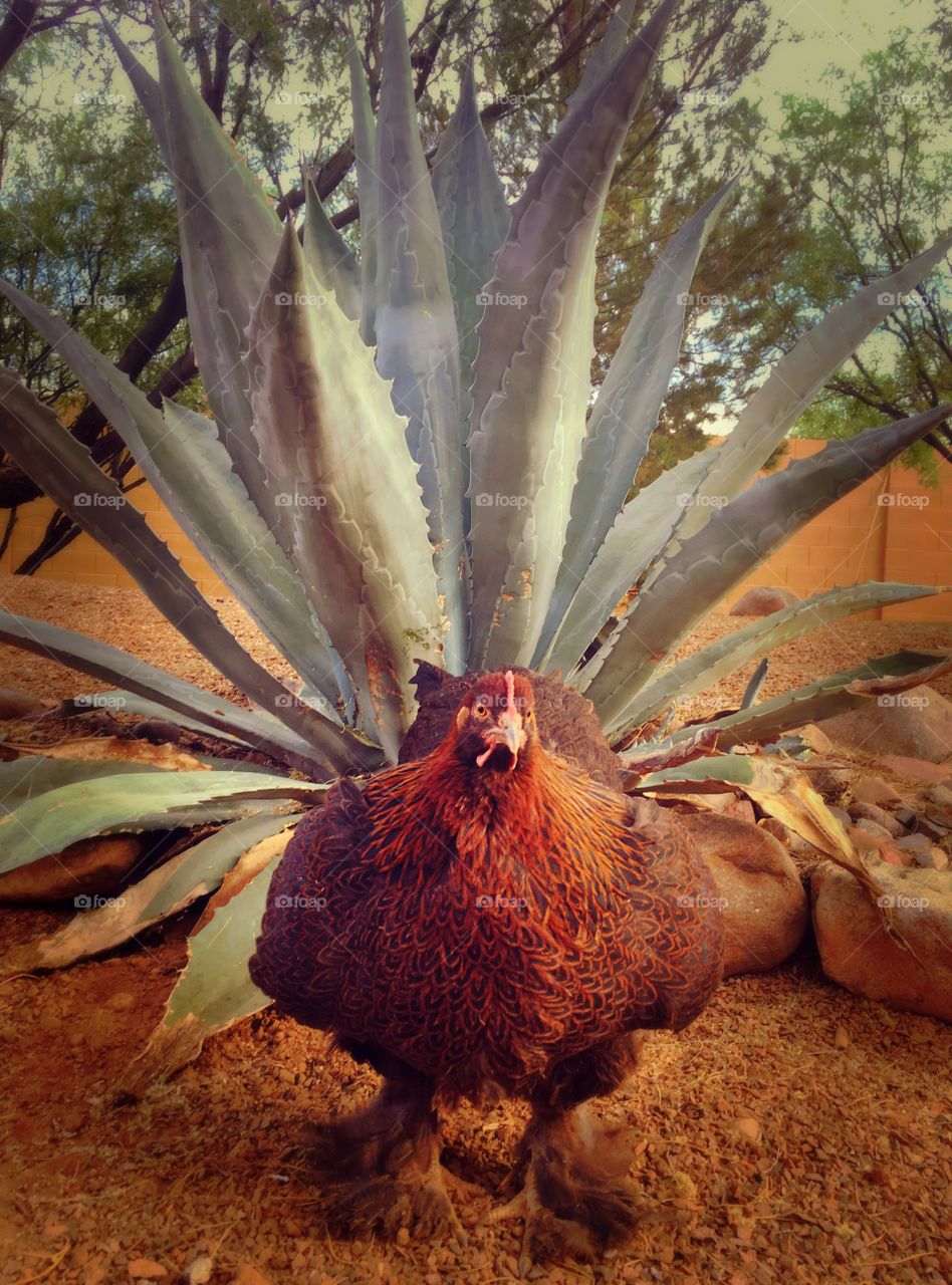 Pet Partridge cochin in front of an agave