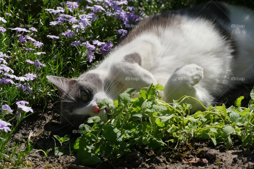 Cat sniffing catnip plant